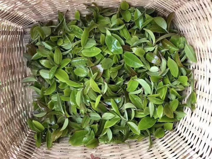 2022年倚邦貓耳朵古樹春茶特點？