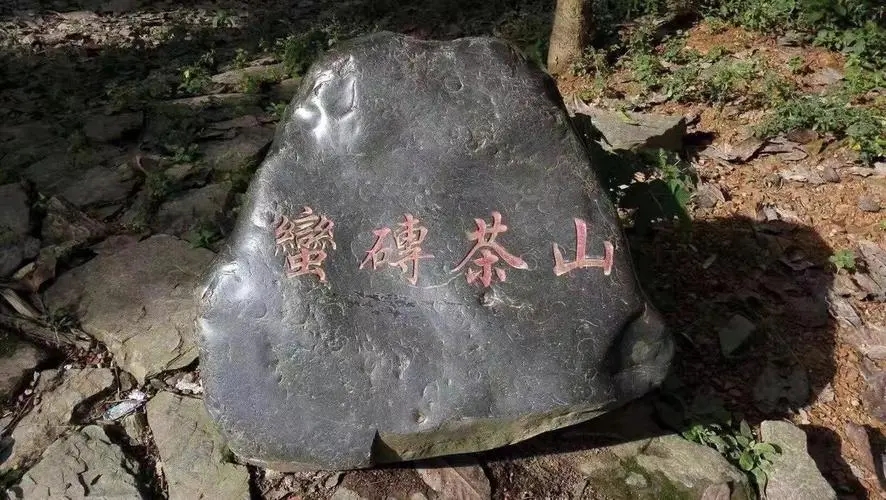 2022年蠻磚古樹春茶口感？