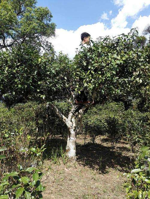 2022年攸樂(lè)古樹(shù)春茶多少錢一公斤？