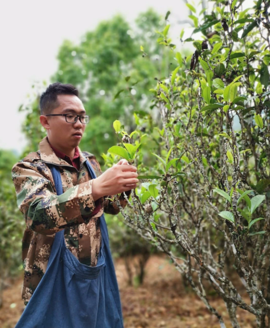 普洱茶非遺傳承人陳財，一鍋茶炒出10萬元