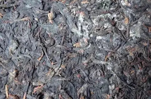 普洱茶泡了之后有霉味怎么辦？