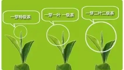 普洱茶如何分級？