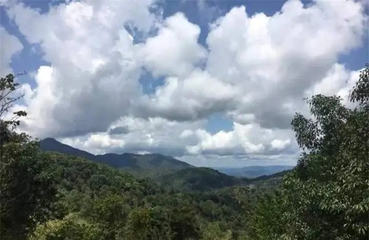 喝普洱茶的人為什么喜歡追山頭？無(wú)非就是這幾個(gè)原因