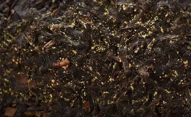 普洱茶的金花怎么鑒別？