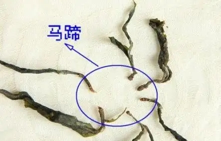 馬蹄竟然還能喝？普洱茶里的馬蹄你有了解過嗎？