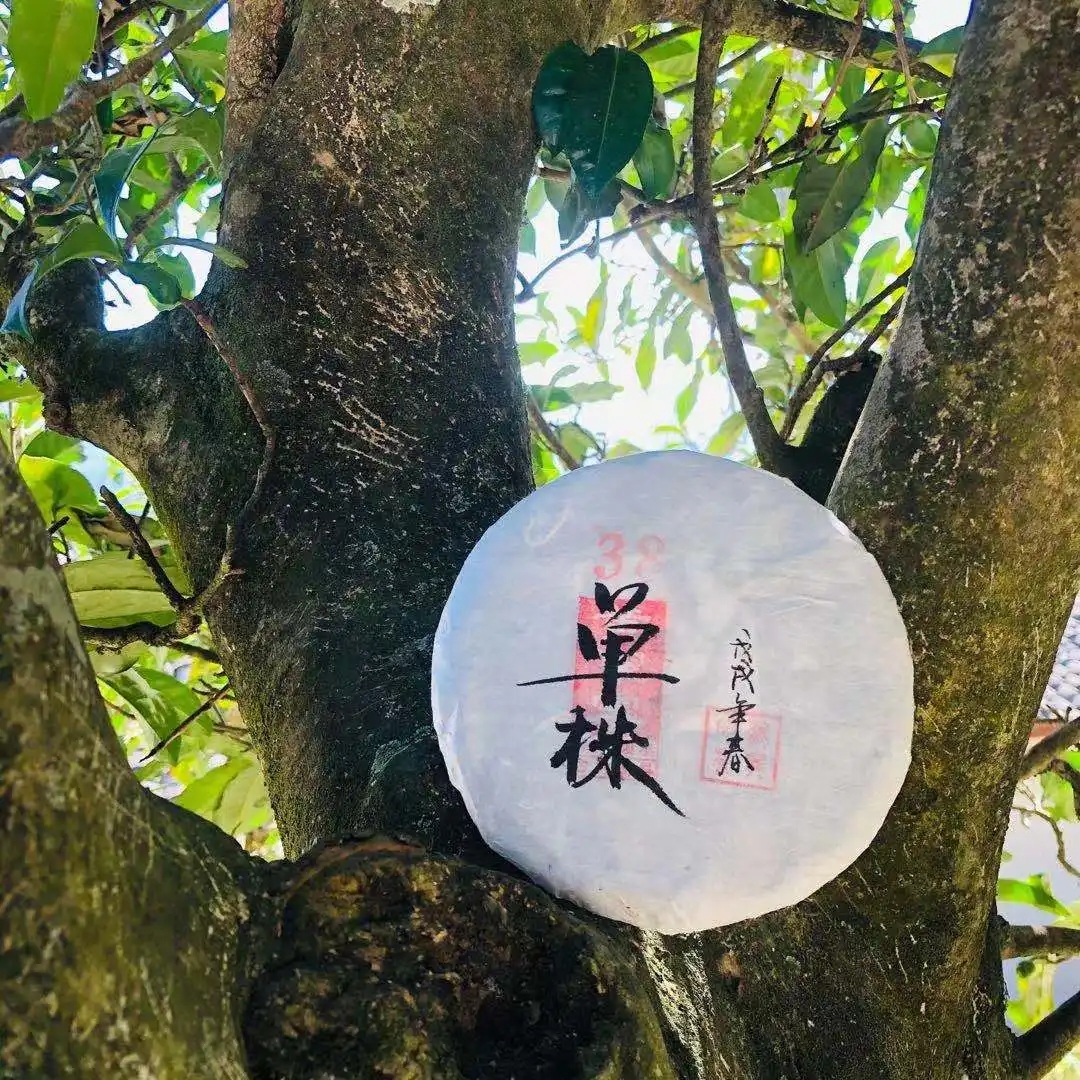 普洱茶單株是什么，好在哪里？