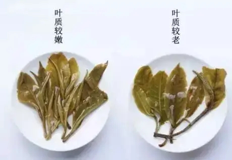 生普？熟普？如何挑選一款普洱茶？