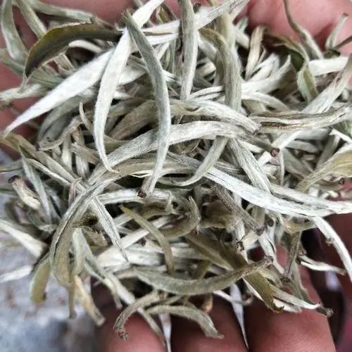 遇見(jiàn)月光白之美，存放四年云南古樹(shù)白茶