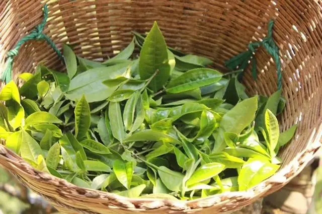 普洱茶3大核心產(chǎn)區(qū)，請好好收藏！