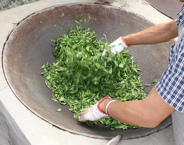 “殺青”是如何影響普洱茶品質(zhì)的？