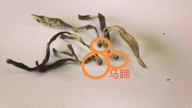 “馬蹄?！倍嗌俑竟?jié)有關(guān)系？