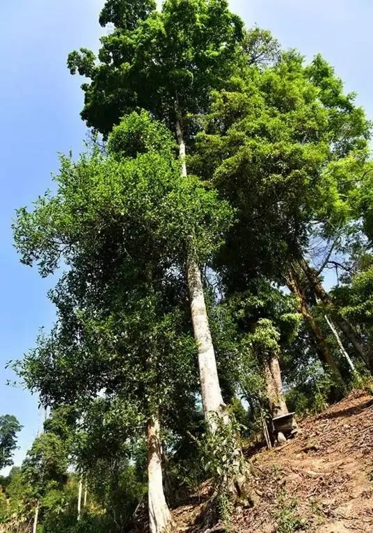 普洱茶概念中的“國有林”、“高桿古樹”是怎么樣的存在？