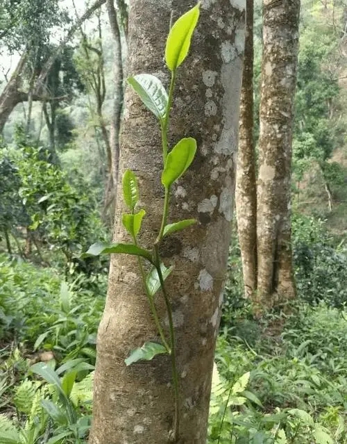 揭秘普洱茶中的長頸鹿——高桿古樹茶
