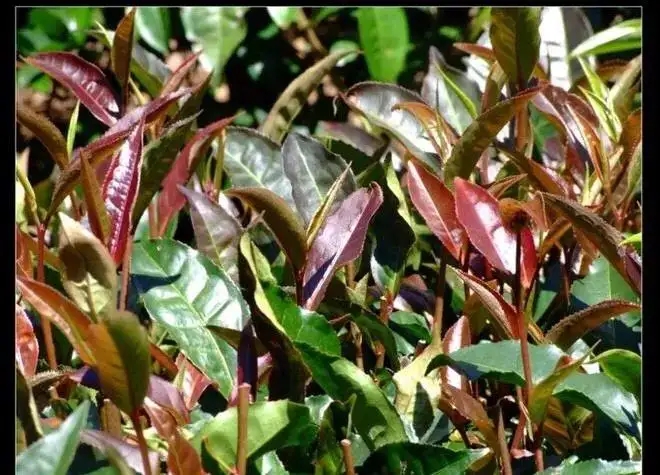 紫芽普洱茶真的都很珍貴嗎？這篇文章說到你心坎上了