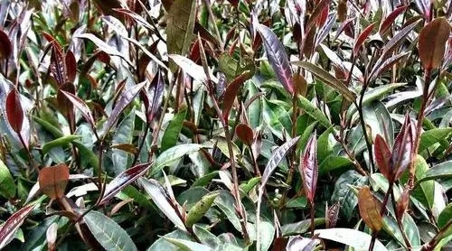 紫芽普洱是什么茶？