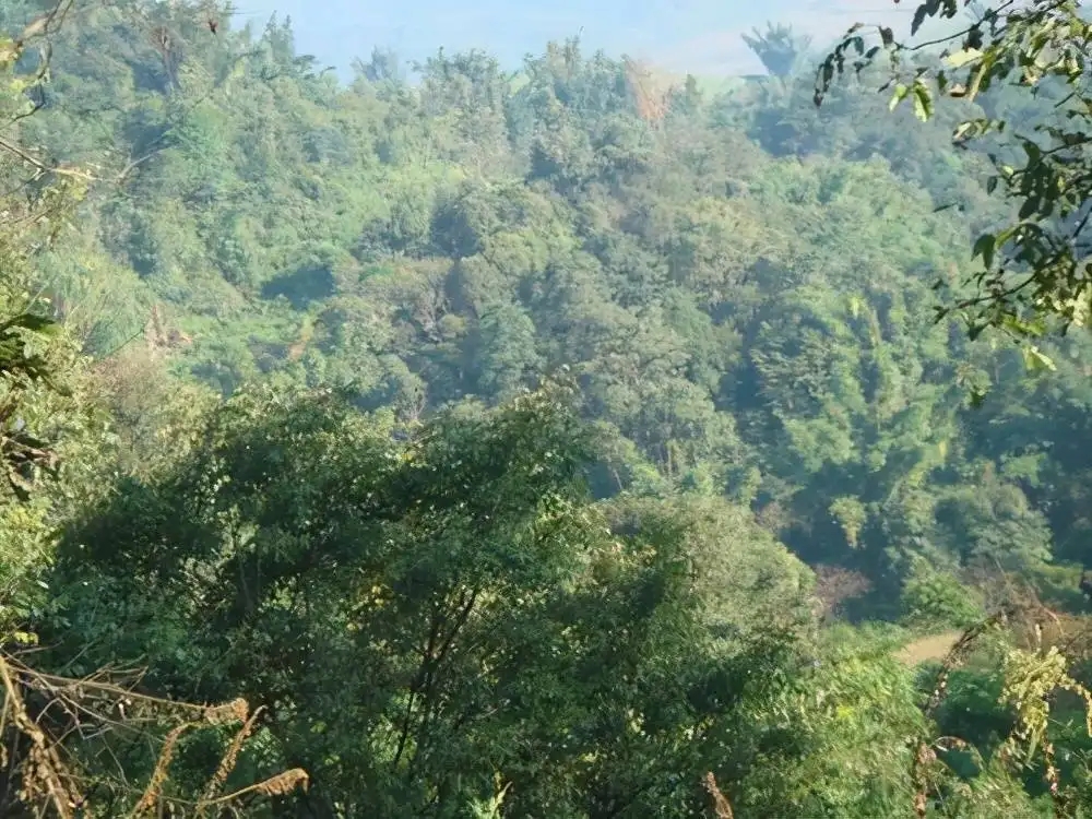 茶山紀(jì)實：再進(jìn)犀牛塘，不一樣的感覺；菁瑤可以預(yù)見的豐收年