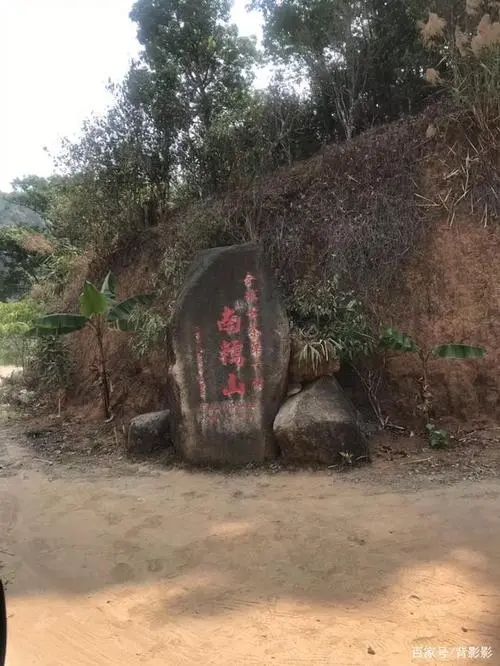古茶第一村”，你見過這樣的茶樹嗎？