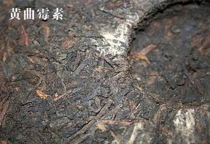 普洱茶有黃曲霉毒素，喝了會致癌？不黑不吹，咱用事實說話