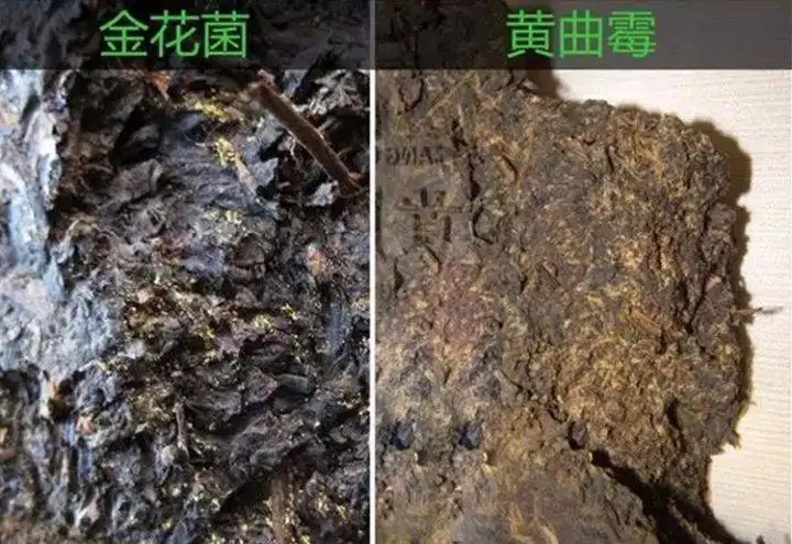 從普洱茶致癌論說開，再談普洱茶與黃曲霉毒素的關(guān)系。