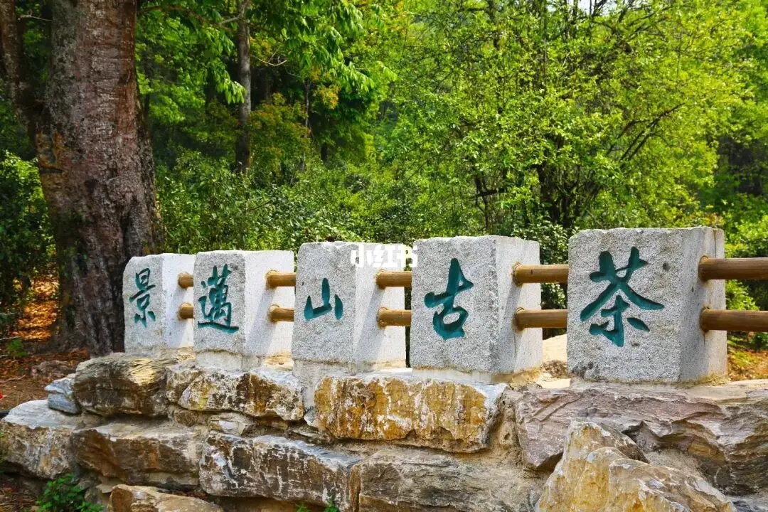 普洱茶的年份：新茶、老茶、中期茶、印級茶、古董茶