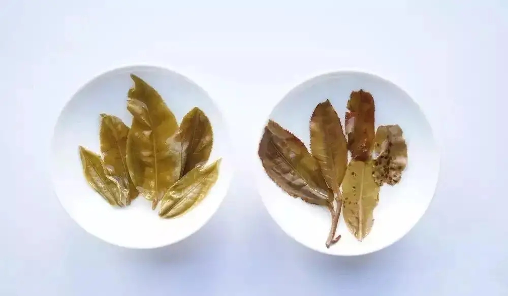 普洱茶的九種山寨版本，喜歡普洱茶的一定要看