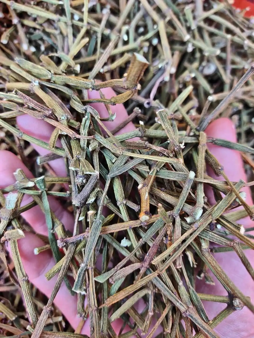 干貨 | 什么是茶界的螃蟹腳？