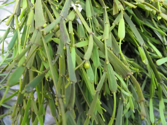 普洱茶中的“螃蟹腳”，到底是什么？如何辨別？