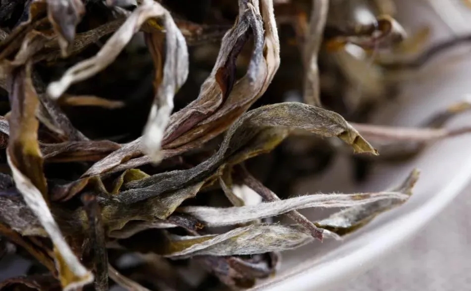 普洱茶樹生長的海拔越高，品質(zhì)就越好嗎？