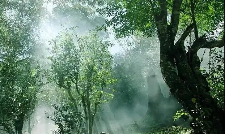 獨(dú)有神韻的瀾滄景邁古樹茶！
