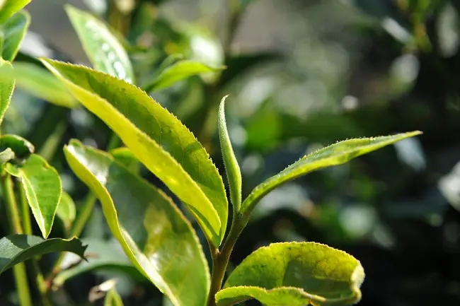 普洱茶“山野氣韻”如何形成？