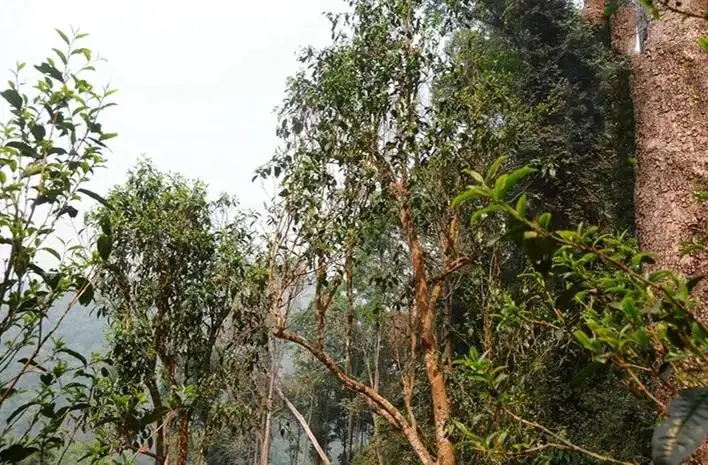 易武白茶園 | 量少珍稀古樹茶、易武茶中的佼佼者~香揚水柔有內(nèi)質(zhì)