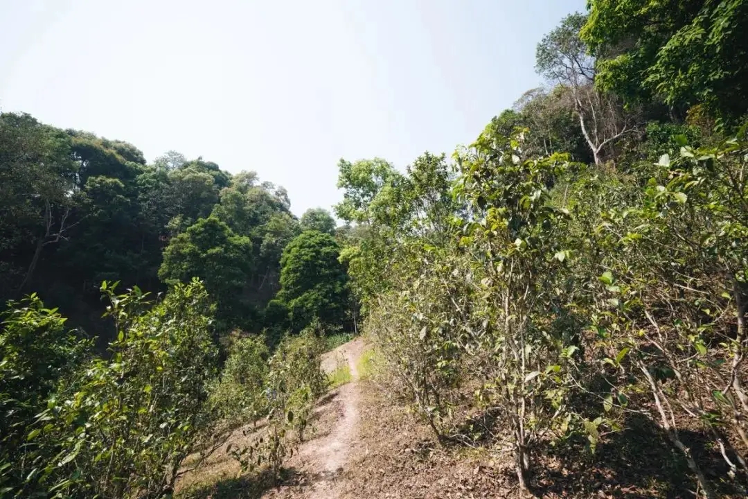 易武荒韻， 秘境白茶園