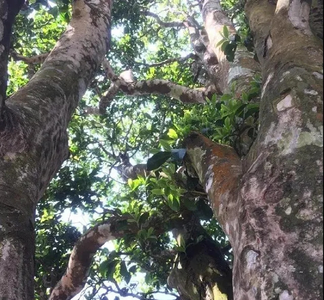 香竹箐古茶樹記