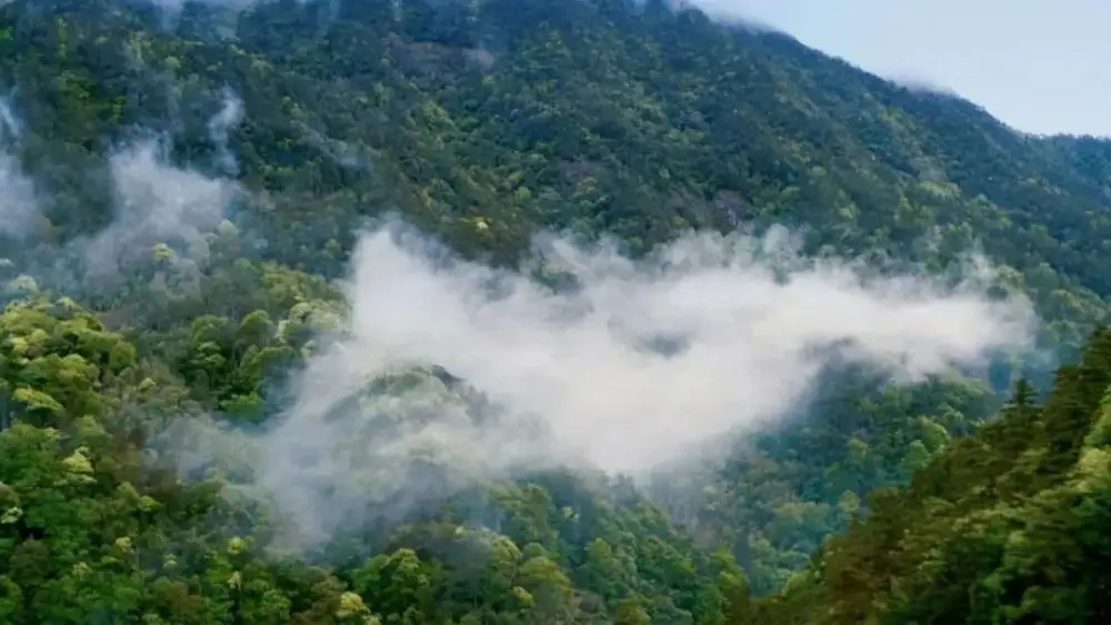 普洱茶為何要強(qiáng)調(diào)山頭!