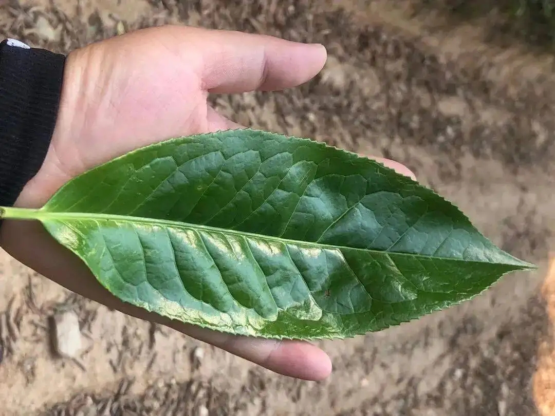 【茶百科】勐庫大葉種的適制性。