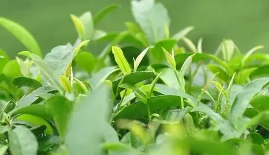 一山一味，帶您解析普洱山頭茶的密碼究竟是什么？