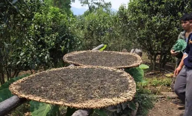 顛覆認(rèn)知！普洱茶的傳統(tǒng)工藝究竟是什么？