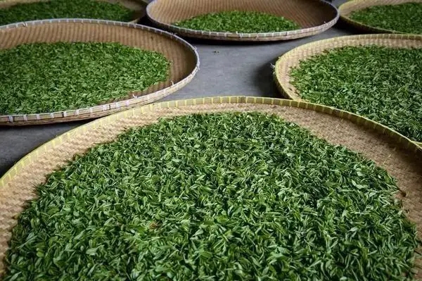 傳統(tǒng)普洱茶殺青工藝原理，專家們是這樣說的