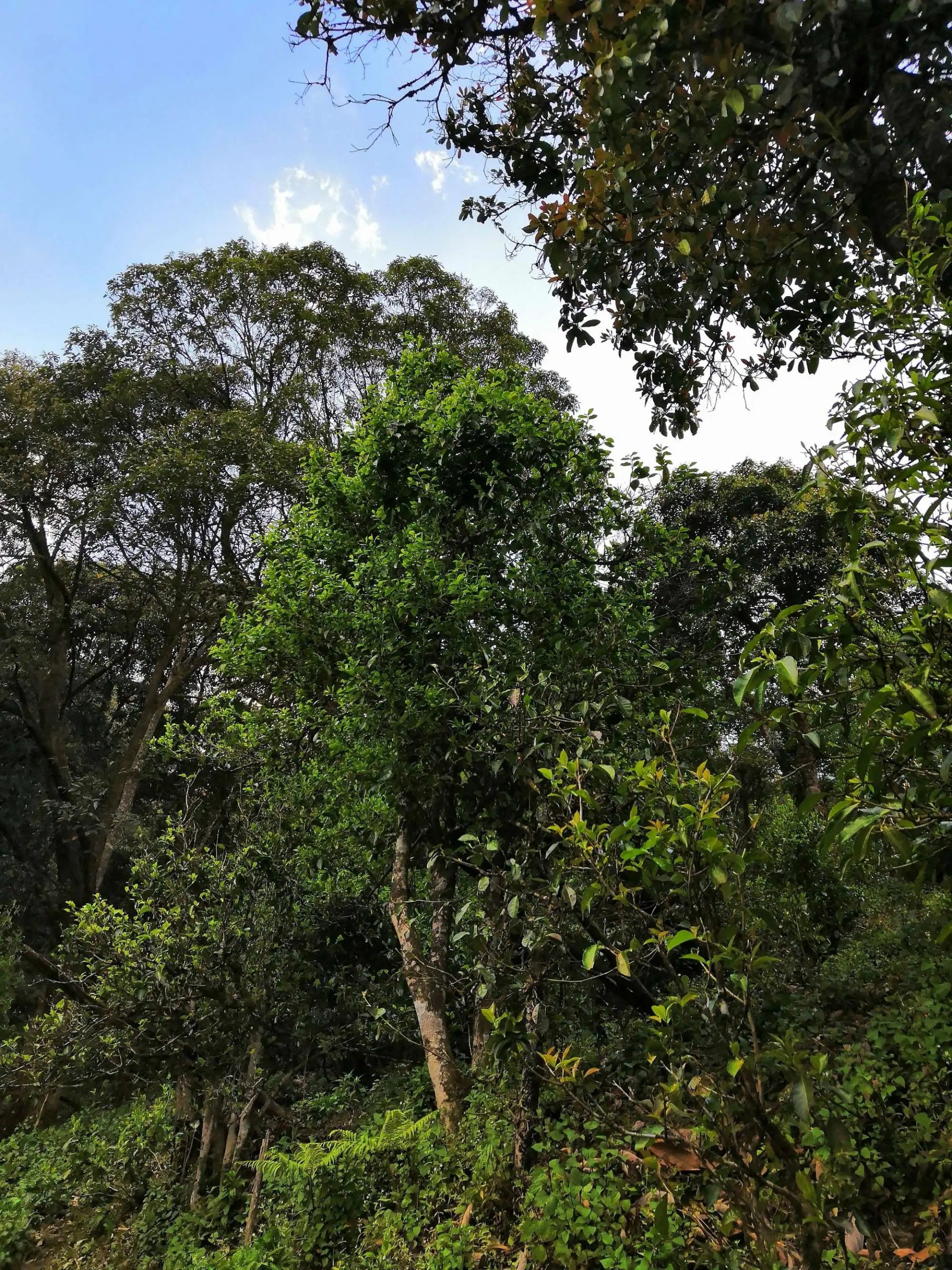 古樹茶的市場，未來該如何發(fā)展？