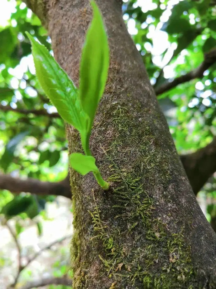 關(guān)于古樹茶的兩個問題解答丨知識