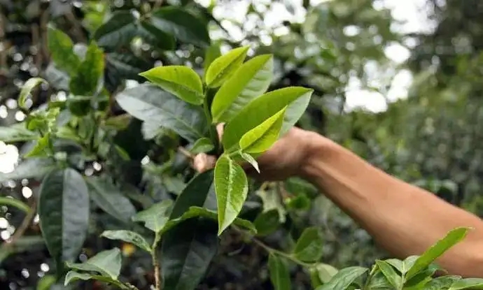 云南大葉種和小葉種是一個(gè)品種嗎？兩者有何優(yōu)勢？