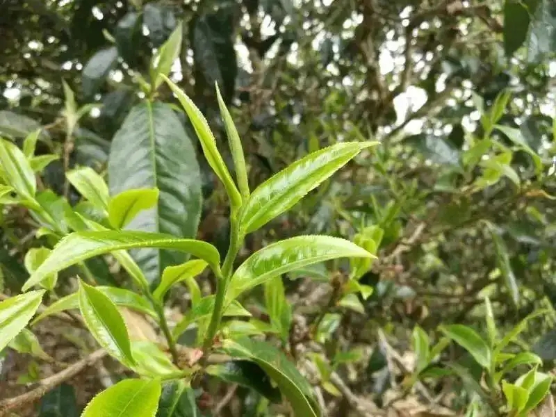 云南大葉種才算真正的普洱茶？那你真的錯了！