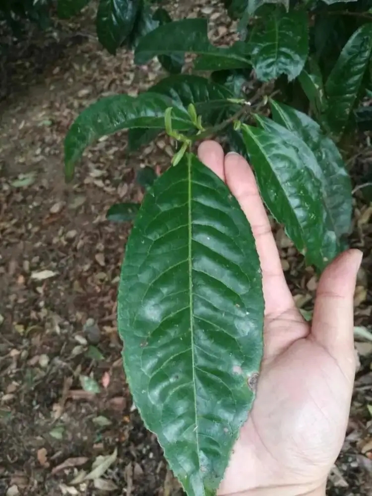 云南大葉種普洱紫芽茶