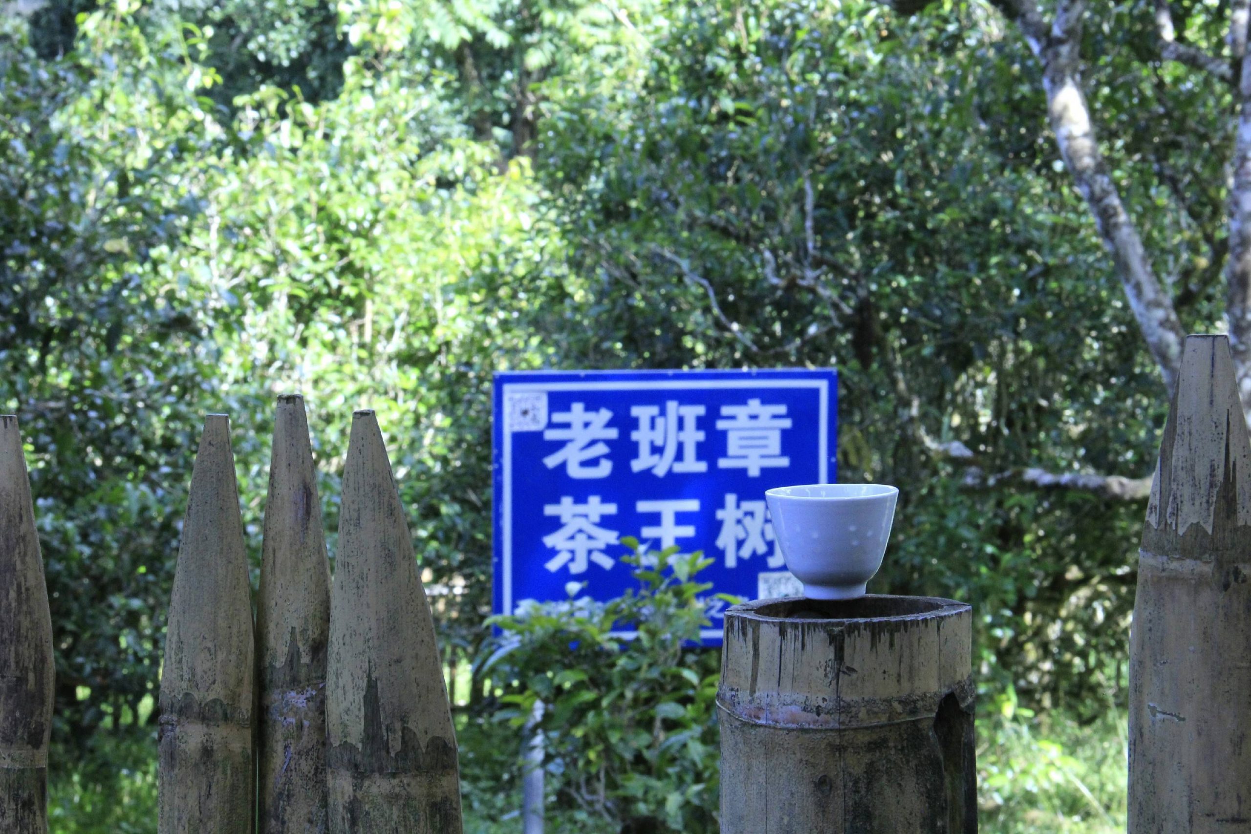 2023年老班章古樹(shù)春茶品質(zhì)如何？