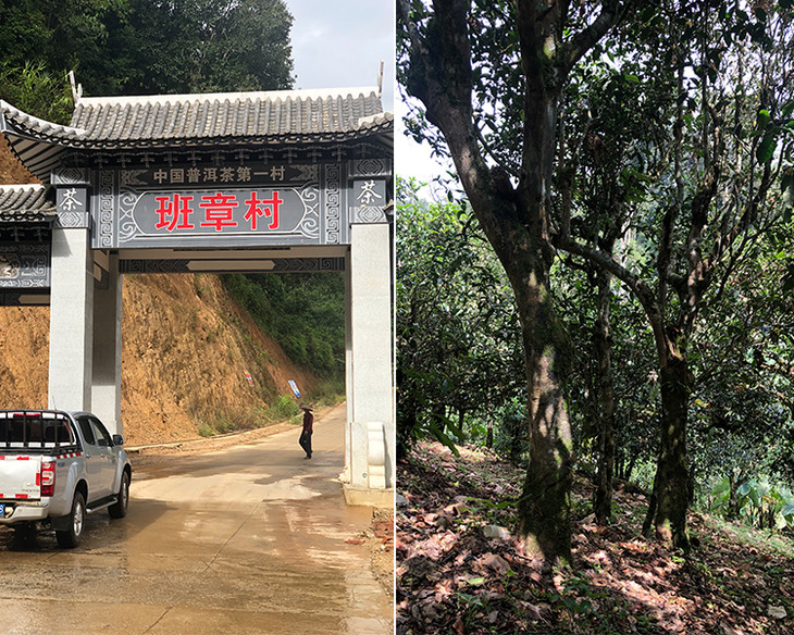 2023年新班章古樹(shù)春茶品質(zhì)怎么樣？