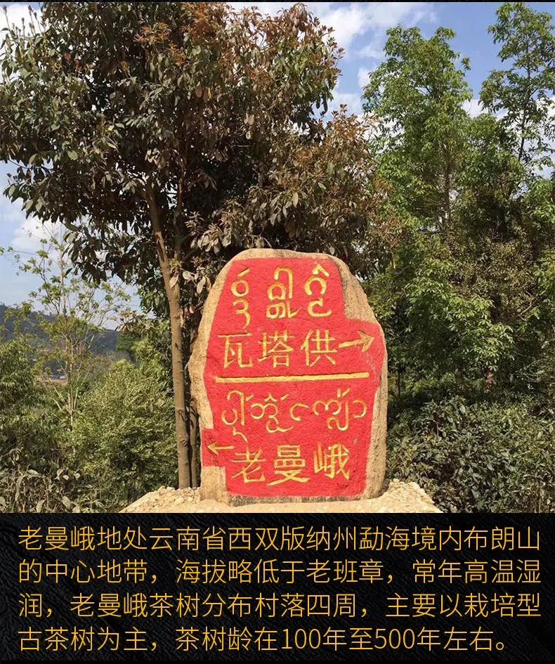 2023年老曼峨古樹(shù)春茶口感？