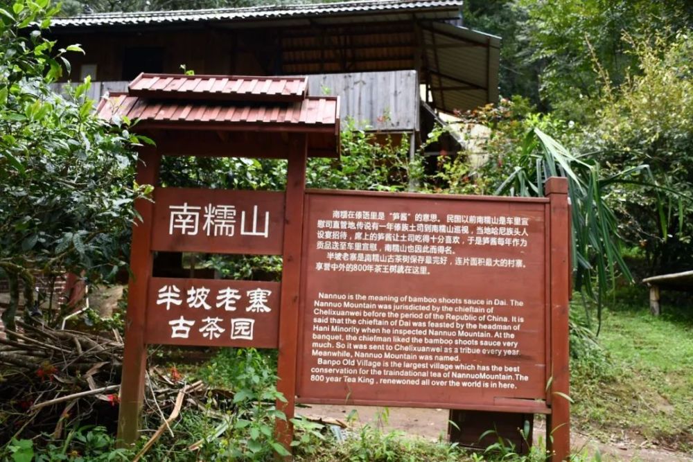 2023年半坡老寨古樹(shù)春茶口感是什么？