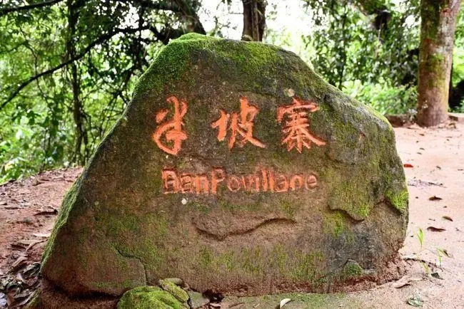 2023年半坡老寨古樹春茶價格是多少？