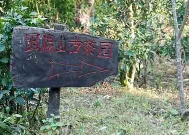 2023年困鹿山古樹春茶口感怎么樣？