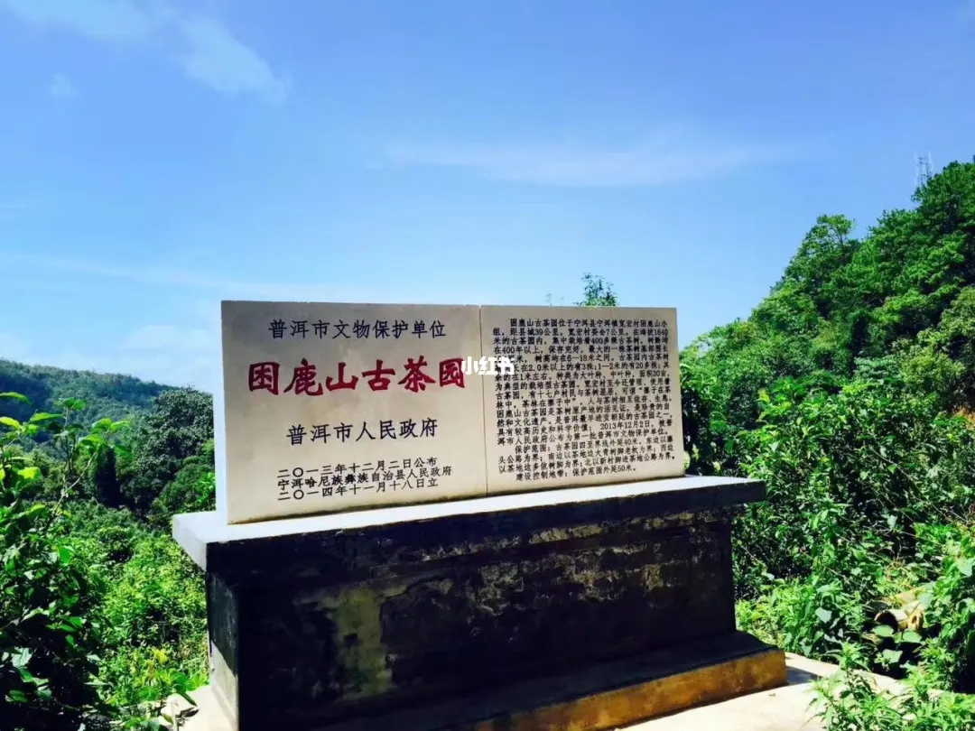 2023年困鹿山古樹春茶特點(diǎn)是什么？